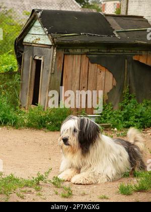 Carino, insolito e un buon cane in Ucraina Foto Stock