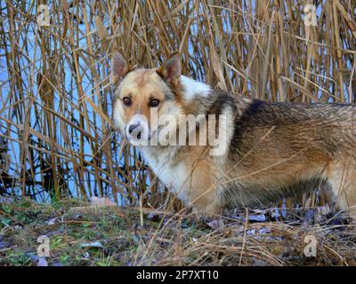 Carino, insolito e un buon cane in Ucraina Foto Stock