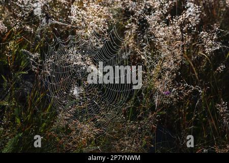 Bellissimo ciottoli con gocce di rugiada sull'erba al mattino Foto Stock