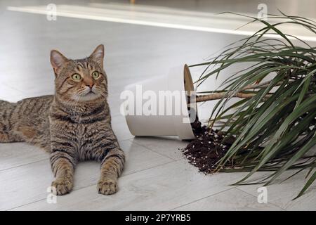 Gatto malizioso vicino casa rovesciata pianta sul pavimento interno Foto Stock