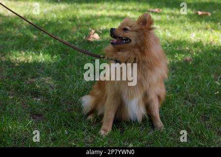 Carino Pomeranian spitz cane su erba verde. Passeggiata autunnale Foto Stock