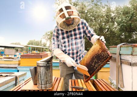 Apicoltore spazzolando le api dalla struttura dell'alveare all'apiario. Raccolta del miele Foto Stock