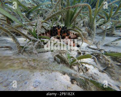 Un rullo annodato Starfish circondato da un'erba marina su un fondale sabbioso e illuminato dal sole. Foto Stock