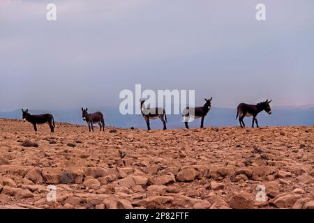 Asini selvatici nelle montagne orientali di Hajar, Wadi Tiwi, Oman Foto Stock