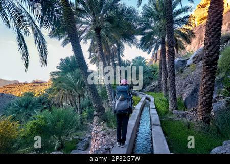 Trekking attraverso il falaj (aflaj: Gli antichi canali di irrigazione Omani), Miscat al Abriyeen, Oman Foto Stock