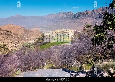 Alberi di albicocca in fiore nelle Western Hajar Mountains, Wakan, Oman Foto Stock