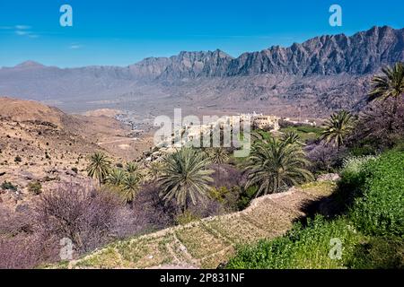 Alberi di albicocca in fiore nelle Western Hajar Mountains, Wakan, Oman Foto Stock