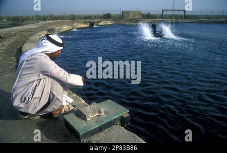 L'alimentazione araba dei pesci allevati presso il Centro Marino di Umm al-Quwain negli Emirati Arabi Uniti, 2008 Foto Stock