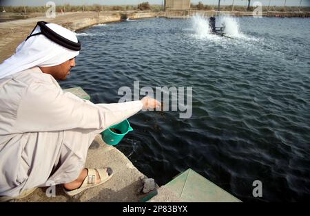 Nutrire i pesci allevati dal Centro di Ricerca Marina di Umm al-Quwain, Emirati Arabi Uniti, 2008 Foto Stock