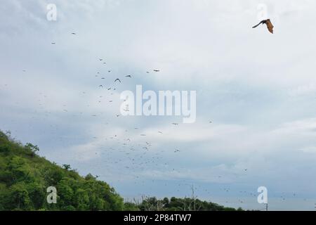 Centinaia di volpi volanti volano nel cielo nuvoloso, verdi colline sotto di loro, a Riung su Flores. Foto Stock