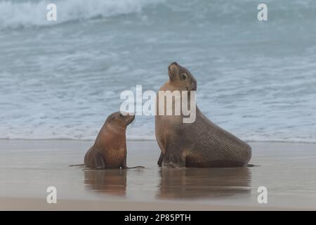 Kangaroo Island 2022 Foto Stock