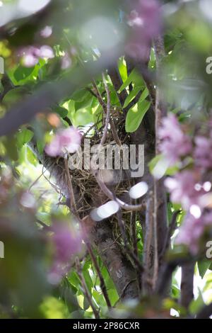 gli uccelli nidificano in un albero di mela di granchio fiorito Foto Stock