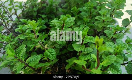 Piante fresche di menta o di pudina nel giardino. Foglie di menta di ramo Foto Stock