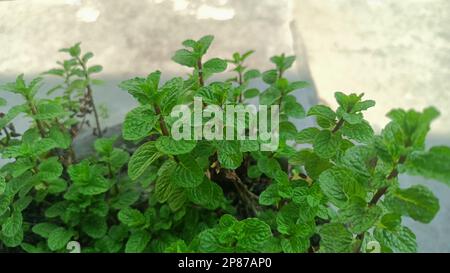 Piante fresche di menta o di pudina nel giardino. Foglie di menta di ramo Foto Stock