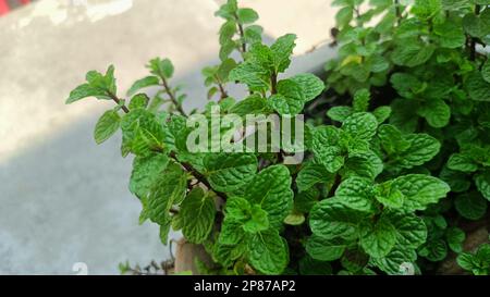 Piante fresche di menta o di pudina nel giardino. Foglie di menta di ramo Foto Stock