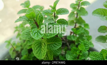 Piante fresche di menta o di pudina nel giardino. Foglie di menta di ramo Foto Stock