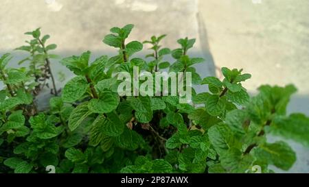 Piante fresche di menta o di pudina nel giardino. Foglie di menta di ramo Foto Stock