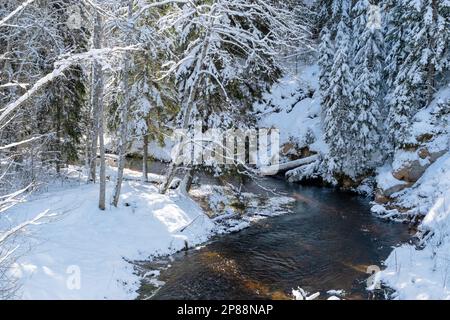 L'ansa di un piccolo fiume in inverno. Molta neve. Marzo in Lettonia Foto Stock