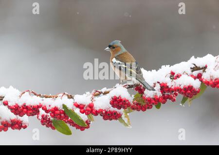 Corone di Fringilla comune, maschio adulto arroccato su ramo di cotoneaster coperto di neve, Suffolk, Inghilterra, marzo Foto Stock