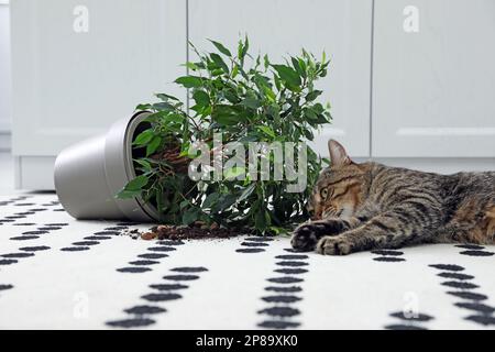 Gatto malizioso vicino casa rovesciata pianta su tappeto interno Foto Stock