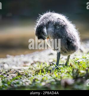 Preening di cuccioli australiani in riva al lago. Parco di Western Springs, Auckland. Foto Stock