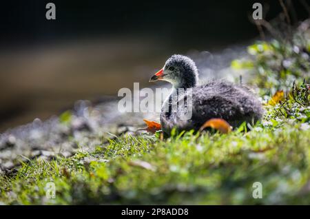 Cucciolo australiano che riposa sul lago. Parco di Western Springs, Auckland. Foto Stock