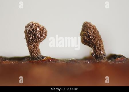 Brunnipla clandestina, chiamata anche Lachnum clandestinum, un piccolo fungo di tazza peloso che cresce sul gambo di Rasberry, Rubus idaeus, funghi finlandesi Foto Stock