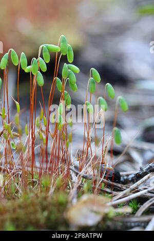 Pohlia nutans, muschio di pohlia con sporangia, immagine primaverile dalla Finlandia Foto Stock