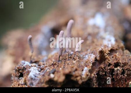 Stemonitopsis hyperopta, muffa di calce dalla Finlandia, nessun nome inglese comune Foto Stock