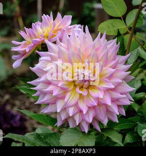 Particolare di Strawberry Ice Dahlia. Rosa, con un tocco di crema e giallo tenue, verde sfondo fogliame. Foto Stock