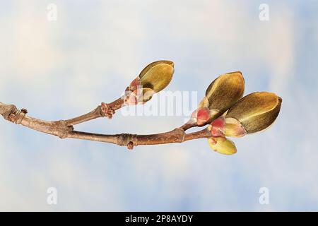 Germogli di foglie di Norway Maple, Acer platanoides, fotografato nel mese di aprile Foto Stock