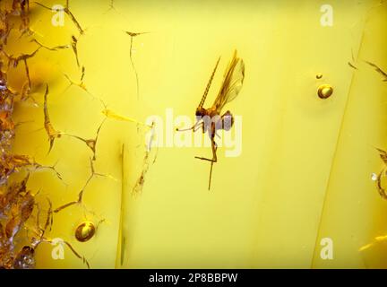 Volo preistorico conservato in ambra Baltico - dalla Lituania Foto Stock