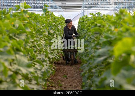 Erzincan, Turchia, 2 agosto 2022: Una donna che cresce cetriolo in una serra Foto Stock