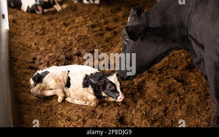 Madre vacca leccare piccolo vitello dopo aver dato alla luce in stalla di fattoria in autunno Foto Stock