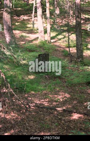 Un ceppo d'albero in piedi nel mezzo del bosco. Foto Stock