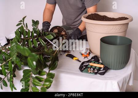 L'uomo prepara la pianta domestica per trapiantare in pentola più grande Foto Stock