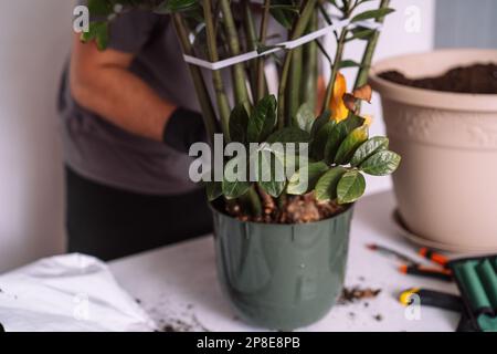 Un uomo prepara una pianta domestica per trapiantare in una pentola più grande Foto Stock