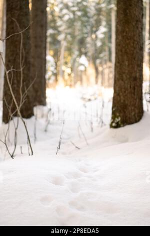 Tracce di animali attraverso la foresta innevata all'alba con sfondo sfocato Foto Stock