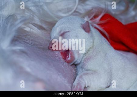 Primo piano di un terrier bianco di due giorni dell'altopiano occidentale che succhia latte dalla madre Foto Stock