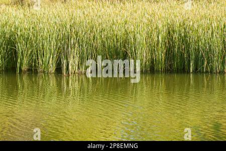 Primo piano di canne alte che crescono ai margini di un fiume, in Spagna Foto Stock