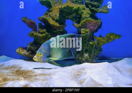 Bel pesce azzurro che nuota nell'acquario, Pomacanthus semicirculatus, semicircolo angelfish, Corano angelfish. Pesci tropicali sullo sfondo di aq Foto Stock