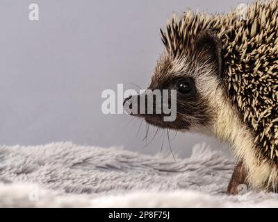 Ritratto di Hedgehog pygmy africano Foto Stock