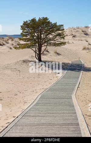 Dune a Yyteri spiaggia con sentiero in legno in primavera, pori, Finlandia. Foto Stock