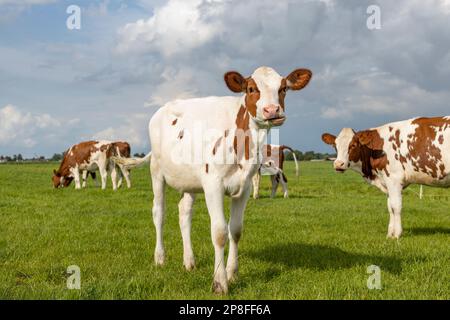 Mucca di giovenche, carina rossa e bianca, in arrivo e in avvicinamento camminando verso e guardando la macchina fotografica in piedi in un pascolo sotto un cielo blu e un orizzonte Foto Stock