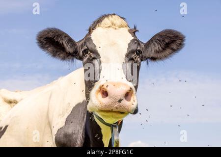 Mucca e vola, ronzio e volando e negli occhi, viso bianco e nero carino e calmo, naso rosa grande e sguardo Foto Stock