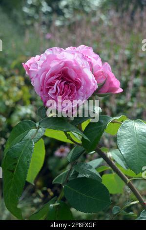Rosa David Austin Rosa 'Gertrude Jekyll' (rosa arbusto inglese) coltivato a RHS Garden Harlow Carr, Harrogate, Yorkshire. Inghilterra, Regno Unito. Foto Stock