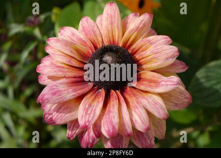 Singolo Rosa/Arancio Rudbeckia 'Saharaa' (Coneflower) Fiore cresciuto nei confini a RHS Garden Harlow Carr, Harrogate, Yorkshire. Inghilterra, Regno Unito. Foto Stock