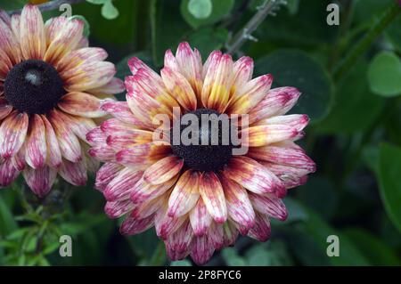 Coppia di fiori rosa/arancio Rudbeckia 'Saharaa' (Coneflower) coltivati ai confini di RHS Garden Harlow Carr, Harrogate, Yorkshire. Inghilterra, Regno Unito. Foto Stock