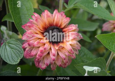 Singolo Rosa/Arancio Rudbeckia 'Saharaa' (Coneflower) Fiore cresciuto nei confini a RHS Garden Harlow Carr, Harrogate, Yorkshire. Inghilterra, Regno Unito. Foto Stock