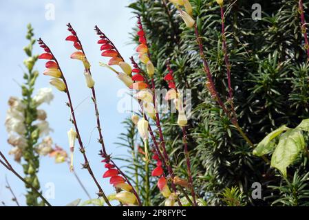 Red/Yellow/Cream climber Ipomoea lobata (bandiera spagnola) vite fiorita coltivata a RHS Garden Harlow Carr, Harrogate, Yorkshire. Inghilterra, Regno Unito. Foto Stock